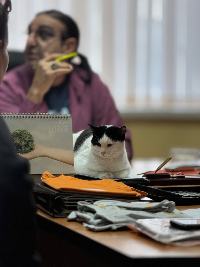 Office scene with a relaxed cat on a cluttered desk and a blurred background figure.